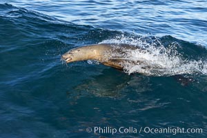 California sea lion body surfing on large waves, shorebreak, La Jolla, Zalophus californianus