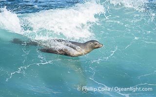 A California Sea Lion Bodysurfing on a Big Wave at La Jolla Cove, Zalophus californianus