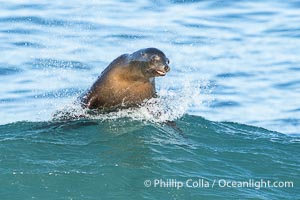 A California Sea Lion Bodysurfing on a Big Wave at La Jolla Cove, Zalophus californianus