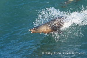 A California Sea Lion Bodysurfing on a Big Wave at Boomer Beach in La Jolla, Zalophus californianus