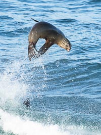 A California Sea Lion Bodysurfing on a Big Wave at Boomer Beach in La Jolla, Zalophus californianus