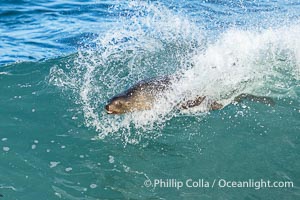 A California Sea Lion Bodysurfing on a Big Wave at Boomer Beach in La Jolla, Zalophus californianus