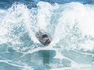 A California Sea Lion Bodysurfing on a Big Wave at Boomer Beach in La Jolla, Zalophus californianus