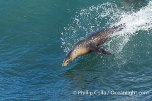 A California Sea Lion Bodysurfing on a Big Wave at Boomer Beach in La Jolla, Zalophus californianus