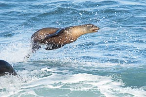 A California Sea Lion Bodysurfing on a Big Wave at Boomer Beach in La Jolla