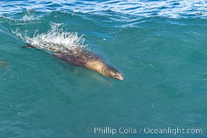 California sea lion bodysurfing Boomer Beach  in La Jolla, Zalophus californianus