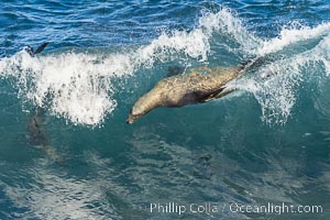 California sea lion bodysurfing Boomer Beach  in La Jolla, Zalophus californianus