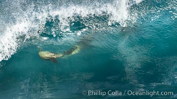 California sea lion bodysurfing Boomer Beach  in La Jolla, Zalophus californianus