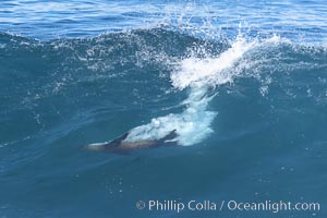 California sea lion bodysurfing in La Jolla, Zalophus californianus