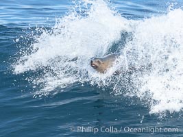 California sea lion bodysurfing in La Jolla, Zalophus californianus