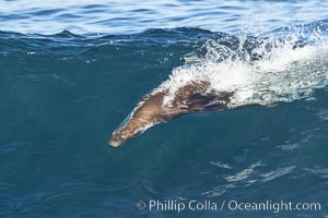 California sea lion bodysurfing in La Jolla