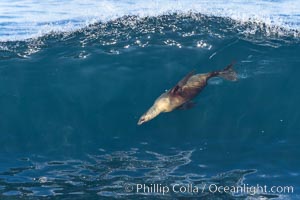 California sea lion bodysurfing in La Jolla. USA, Zalophus californianus, natural history stock photograph, photo id 37662