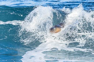 California sea lion bodysurfing in La Jolla, Zalophus californianus