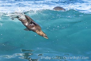 California sea lion bodysurfing in La Jolla, surfing huge waves close to shore at Boomer Beach, Zalophus californianus