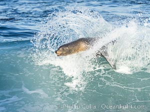 California sea lion bodysurfing in La Jolla, surfing huge waves close to shore at Boomer Beach, Zalophus californianus