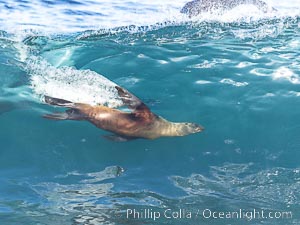 California sea lion bodysurfing in La Jolla, surfing huge waves close to shore at Boomer Beach, Zalophus californianus