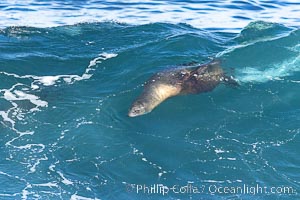 California sea lion bodysurfing in La Jolla, surfing huge waves close to shore at Boomer Beach, Zalophus californianus