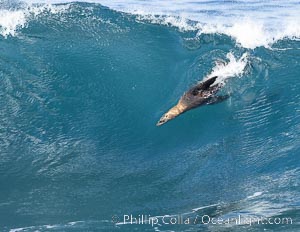 California sea lion bodysurfing in La Jolla, surfing huge waves close to shore at Boomer Beach, Zalophus californianus