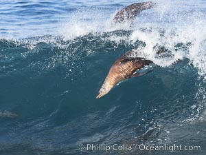 California sea lion bodysurfing in La Jolla, surfing huge waves close to shore at Boomer Beach, Zalophus californianus