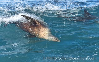 California sea lion bodysurfing in La Jolla, surfing huge waves close to shore at Boomer Beach, Zalophus californianus