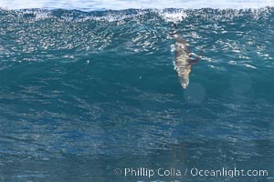 California sea lion bodysurfing in La Jolla, surfing huge waves close to shore at Boomer Beach, Zalophus californianus