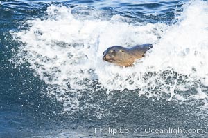 California sea lion bodysurfing in La Jolla, surfing huge waves close to shore at Boomer Beach, Zalophus californianus