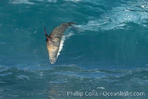 California sea lion bodysurfing in La Jolla, surfing huge waves close to shore at Boomer Beach, Zalophus californianus