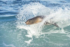 California sea lion bodysurfing in La Jolla, surfing huge waves close to shore at Boomer Beach, Zalophus californianus