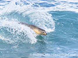 California sea lion bodysurfing in La Jolla, surfing huge waves close to shore at Boomer Beach