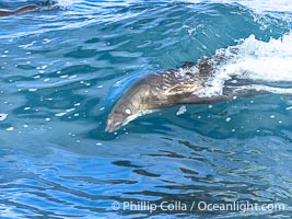 California sea lion bodysurfing in La Jolla, surfing huge waves close to shore at Boomer Beach