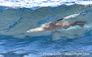 California sea lion bodysurfing in La Jolla, surfing huge waves close to shore at Boomer Beach