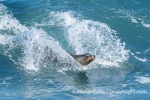 California sea lion surfing in a wave at La Jolla Cove, San Diego, Zalophus californianus