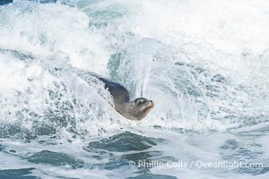 California sea lion surfing in a wave at La Jolla Cove, San Diego, Zalophus californianus