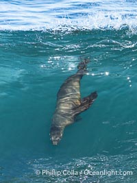 California sea lion surfing in a wave at La Jolla Cove, San Diego, Zalophus californianus