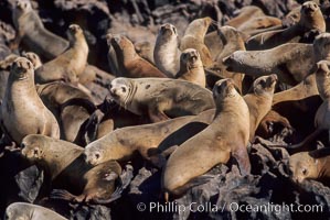 California sea lions, hauled out at rookery/colony, Baja California, Zalophus californianus