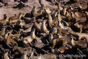 California sea lions, hauled out at rookery/colony, Baja California.