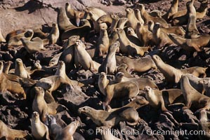California sea lions, hauled out at rookery/colony, Baja California, Zalophus californianus