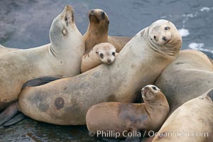 California sea lions hauled out on rocks beside the ocean.