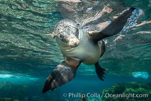 California sea lion, Coronados Islands, Baja California, Mexico, Zalophus californianus, Coronado Islands (Islas Coronado)