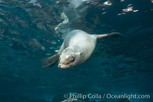 California sea lion, Coronados Islands, Baja California, Mexico, Zalophus californianus, Coronado Islands (Islas Coronado)