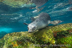 California sea lion, Coronados Islands, Baja California, Mexico, Zalophus californianus, Coronado Islands (Islas Coronado)