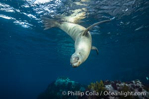 California sea lion, Coronados Islands, Baja California, Mexico, Zalophus californianus, Coronado Islands (Islas Coronado)