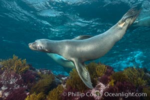 California sea lion, Coronados Islands, Baja California, Mexico, Zalophus californianus, Coronado Islands (Islas Coronado)