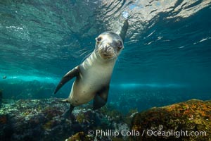 California sea lion, Coronados Islands, Baja California, Mexico, Zalophus californianus, Coronado Islands (Islas Coronado)