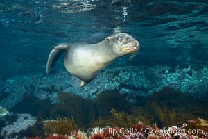 California sea lion, Coronados Islands, Baja California, Mexico, Zalophus californianus, Coronado Islands (Islas Coronado)