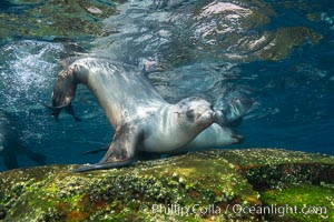 California sea lion, Coronados Islands, Baja California, Mexico, Zalophus californianus, Coronado Islands (Islas Coronado)