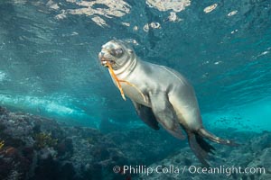 California sea lion, Coronados Islands, Baja California, Mexico, Zalophus californianus, Coronado Islands (Islas Coronado)