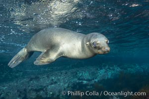 California sea lion, Coronados Islands, Baja California, Mexico, Zalophus californianus, Coronado Islands (Islas Coronado)