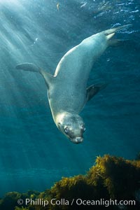 California sea lion, Coronados Islands, Baja California, Mexico, Zalophus californianus, Coronado Islands (Islas Coronado)