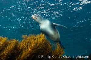 California sea lion, Coronados Islands, Baja California, Mexico, Zalophus californianus, Coronado Islands (Islas Coronado)